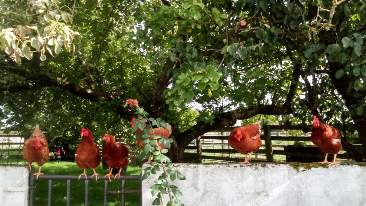 Cummins Cottages Ballycrossaun Dış mekan fotoğraf